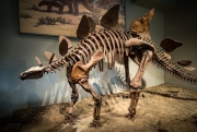 Posture et équilibre lors de la reconstitution d'un dinosaure