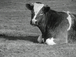 La vache qui rumine © Georges Rey, 1969 / courtesy Light Cone 